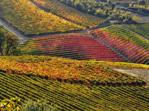 Tenuta Il Falchetto