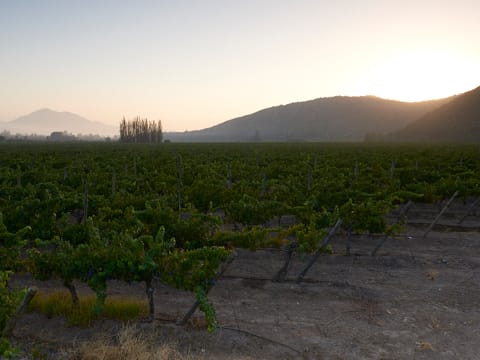 Viña Tarapacá -