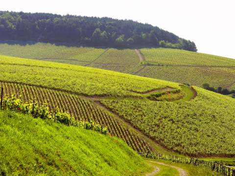 Laroche Chablis Grand Cru -rinne