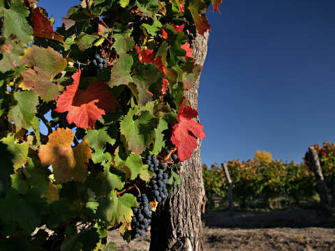 Argentiina - tummien Malbec-viinien koti