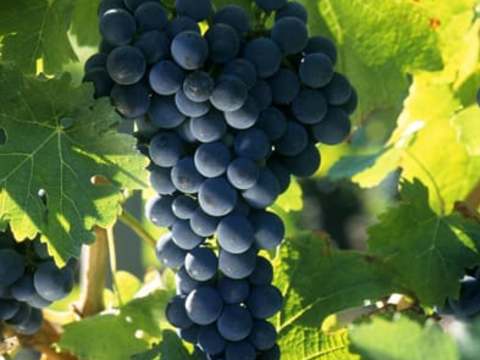 Cabernet Sauvignon - punaisten rypäleiden kuningas