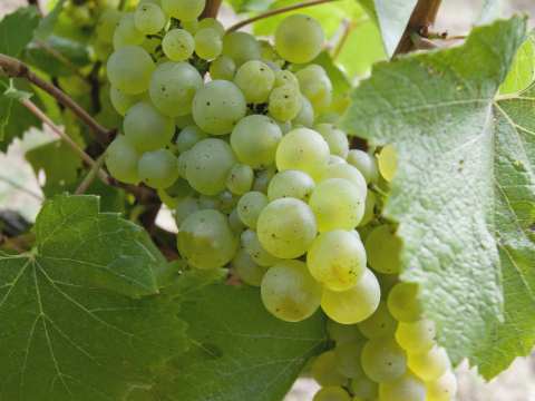 Chardonnay-viini on erinomainen ruokakumppani