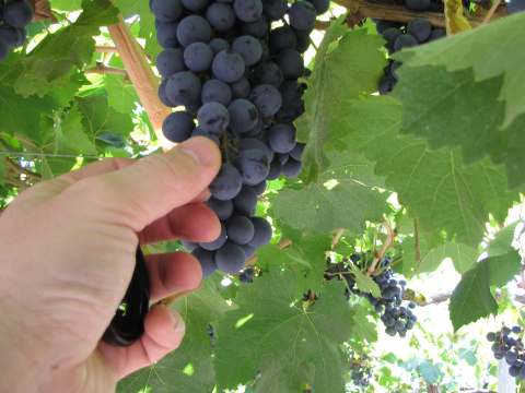 Huhtikuussa vietetään Malbec-päivää