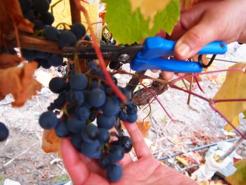 Finca las moras sadonkorjuu