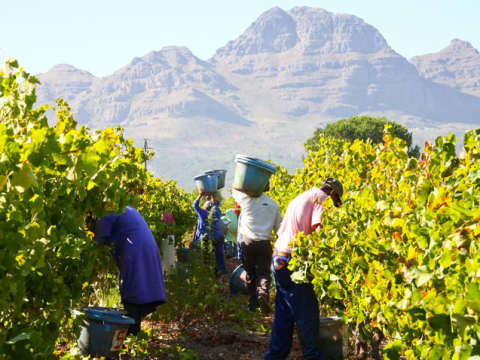 Distell South Africa