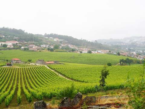 vinho_verde_viinialue_portugalissa