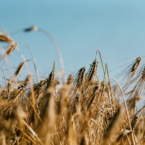 Altia Barley field 1