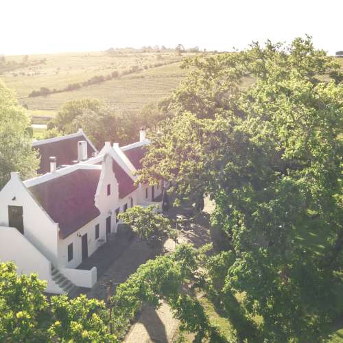 Vineyard close-up