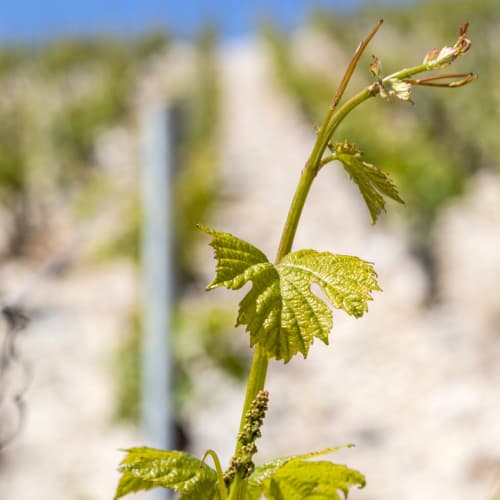 France - Chablis - General imaginary