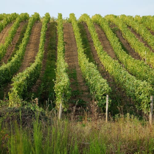 Saget La Perrière - Fields