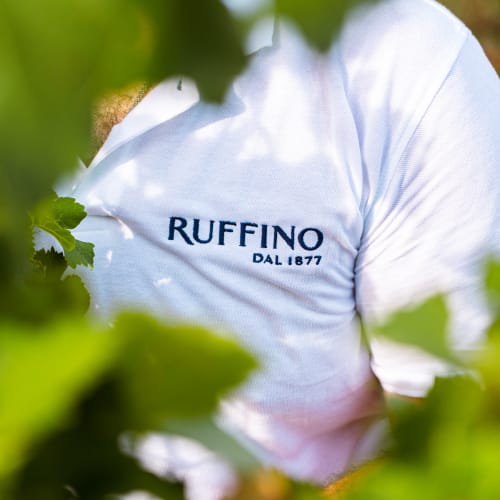 Ruffino - Harvest