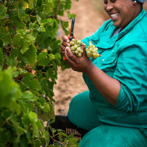 Nederburg - People