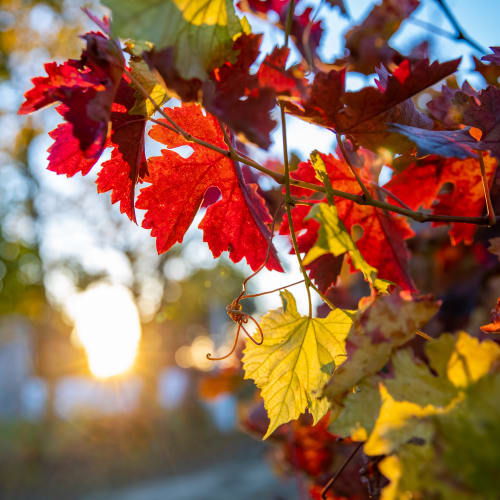Bodegas Campillo - Leaves