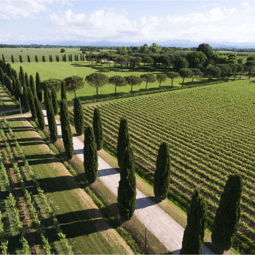 Ca'Bolani - Road and fields