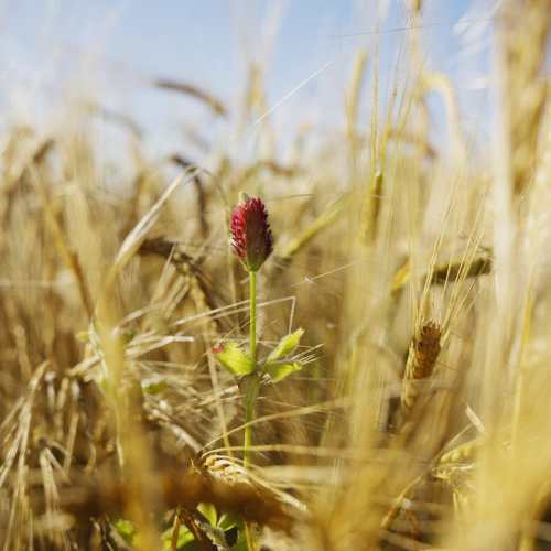 Anora - Plants in regenerative farming