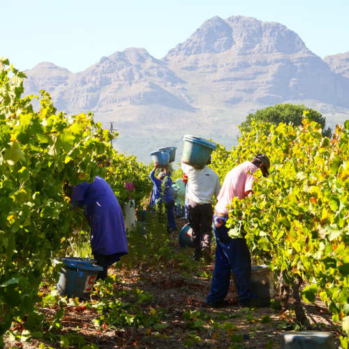 Anora - Reilun kaupan viinituotanto