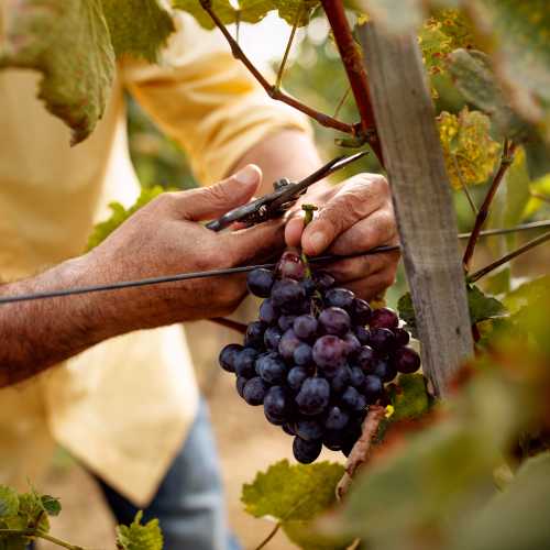 Anora - viinirypäleiden poiminta