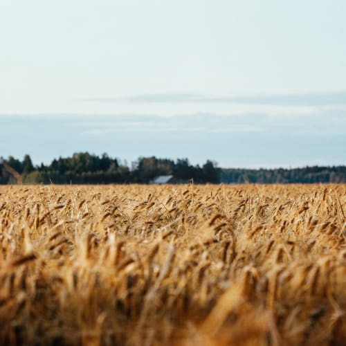 Anora - uudistavaa viljelyä