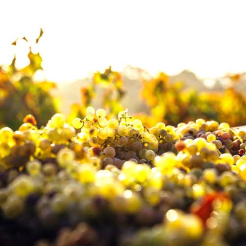 Anora - rypäleitä syksyllä