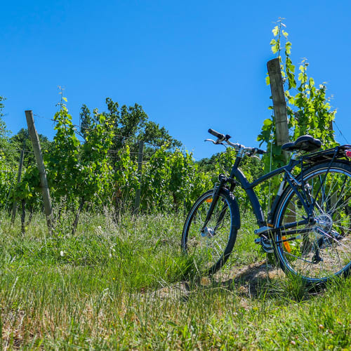 Cykel i vingård