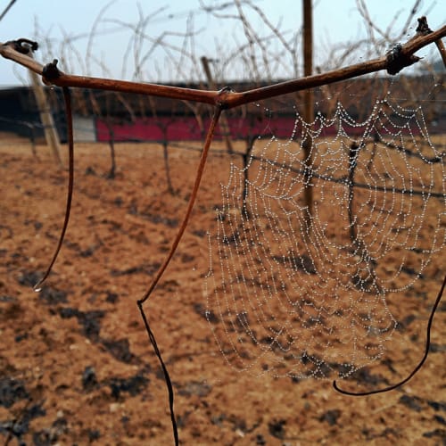 Vinranka med spindelnät i Ribera del Duero