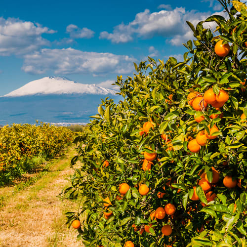 Sicilien med Etna och apelsinodling