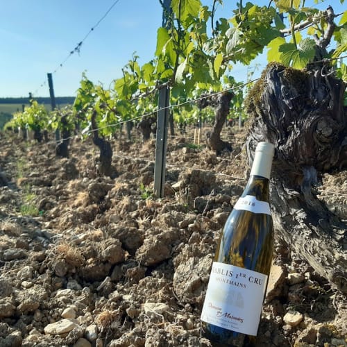 Chablis från Domaines del Malandes på vinåker.