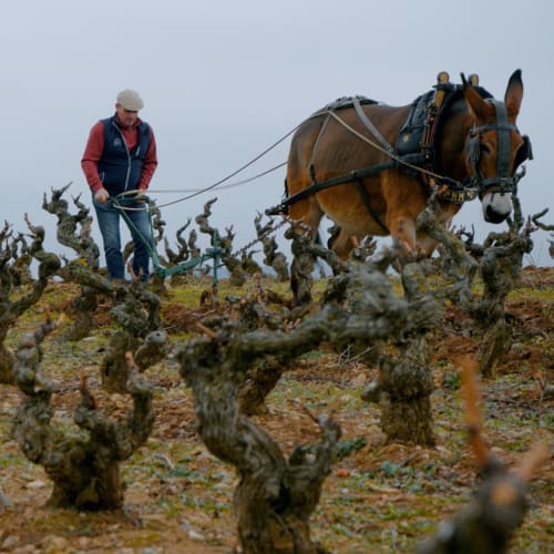 Bodegas Nivarius i Rioja.