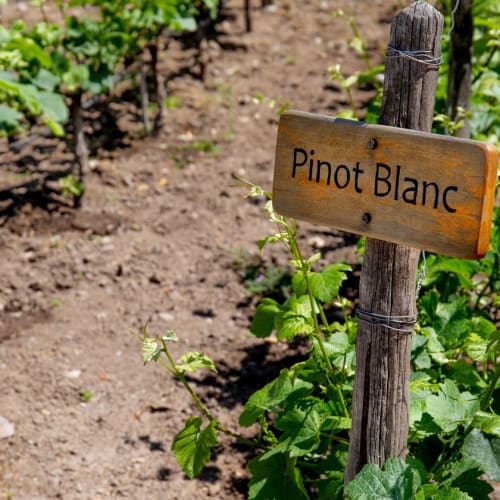 Pinot blanc, vinodling.