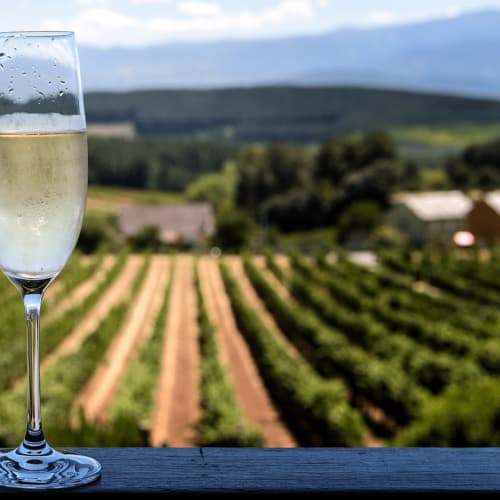 Ett glas cava med en vingård i bakgrunden