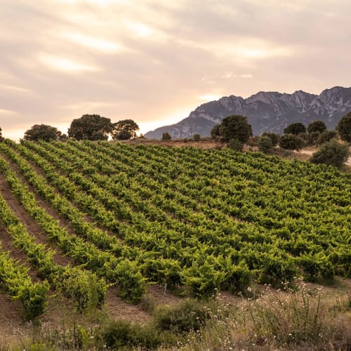 Faustinos vingård i Rioja