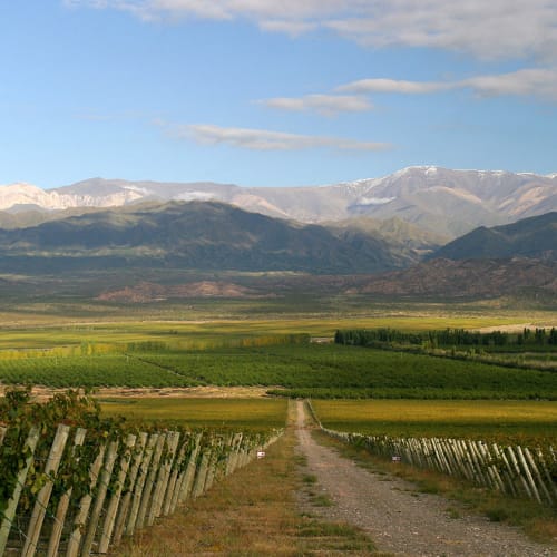 Las Moras vingård