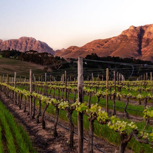 Stellenbosch vinregion i Sydafrika