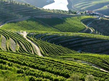 Portugali - vinho verdeä ja meren antimia