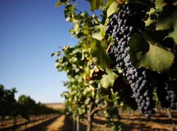 Tempranillo - tumma ja roteva espanjalainen rypälelajike