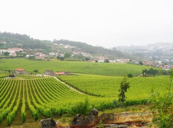 vinho_verde_viinialue_portugalissa