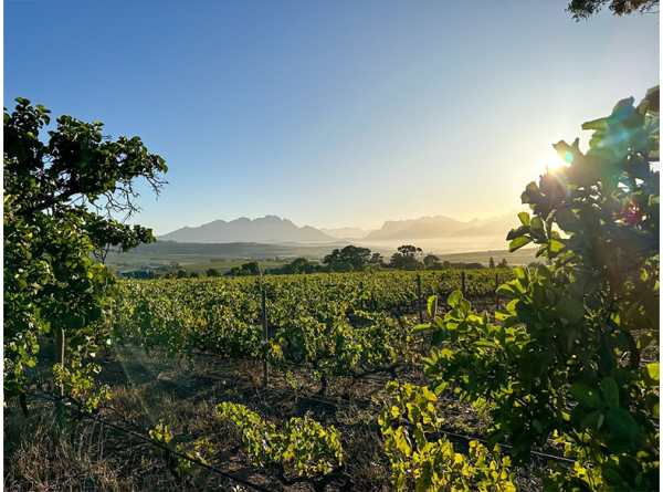 Reyneke wines