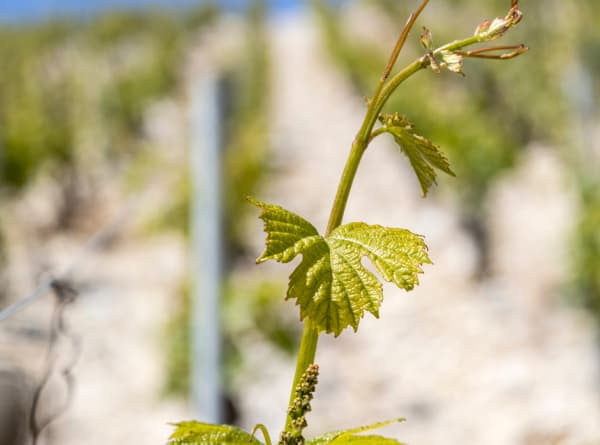 Domaine des Malandes