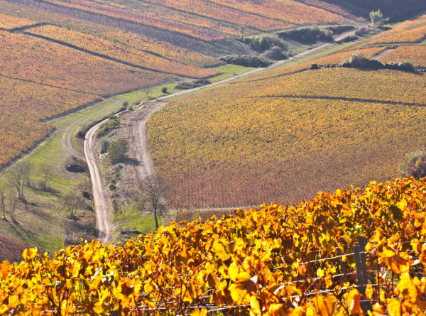 Chablis