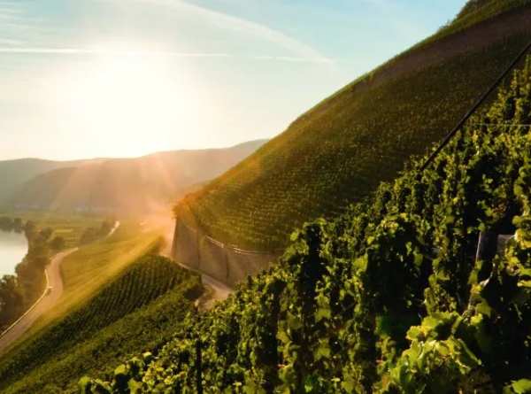 Braunenberg-Moselland