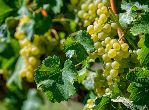 Nederburg - Grapes