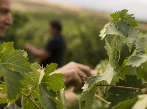 Bodegas Faustino - leaves