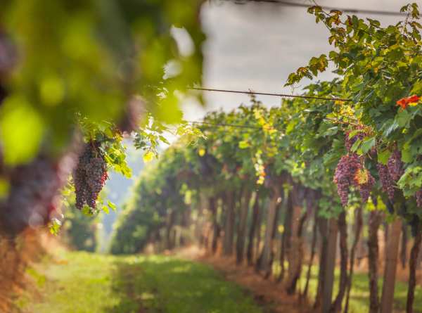 Schrader Cellars