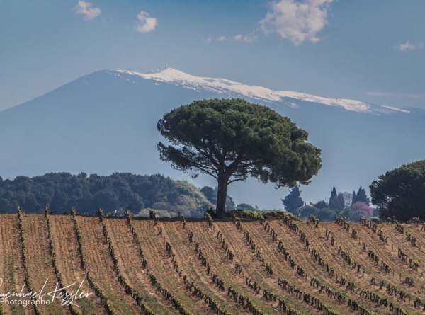 Rhône