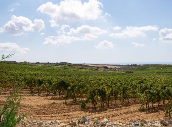 Cantine Settesoli -viinitila