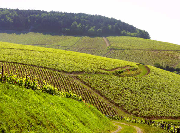 Laroche Chablis Grand Cru -rinne