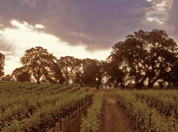 Robert Mondavi -viinitila