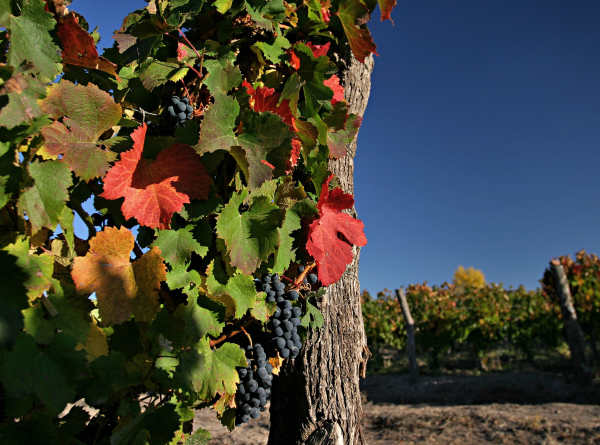 Argentiina - tummien Malbec-viinien koti
