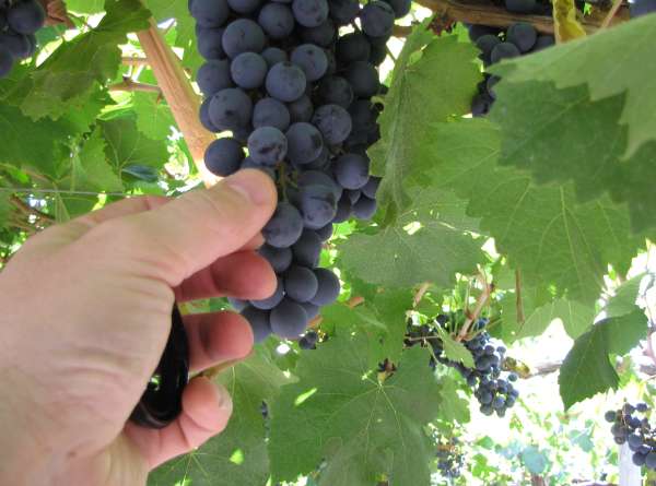 Huhtikuussa vietetään Malbec-päivää