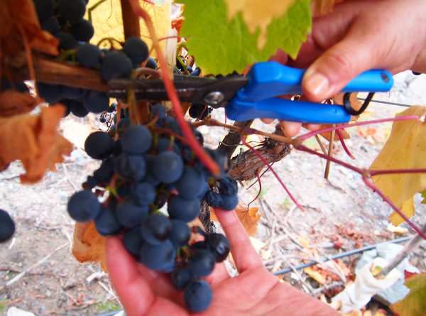 Finca las moras sadonkorjuu